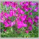 Linaria-Fantasy-'Magenta Rose'